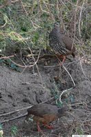 Hildebrandt's Francolin - Francolinus hildebrandti