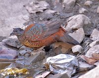 Painted Spurfowl - Galloperdix lunulata