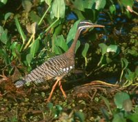 Sunbittern - Eurypyga helias