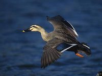 Spot-billed Duck (Anas poecilorhyncha) photo