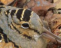 American Woodcock (Scolopax minor) photo
