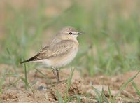 Isabelline Wheatear (Oenanthe isabellina) photo