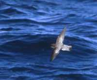 Gray-backed Storm-Petrel (Garrodia nereis) photo