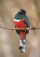 Masked Trogon (Trogon personatus) photo