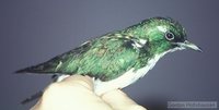 Klaas' Cuckoo - Chrysococcyx klaas