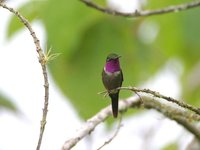 Purple-throated Woodstar - Calliphlox mitchellii