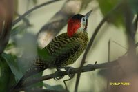 Green-barred Woodpecker - Colaptes melanochloros