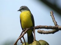 Gray-capped Flycatcher - Myiozetetes granadensis