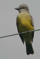 Couch's Kingbird - Tyrannus couchii