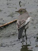 Black-backed Wagtail - Motacilla lugens