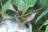 Moustached Wren - Thryothorus genibarbis