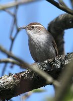 Bewick's Wren - Thryomanes bewickii