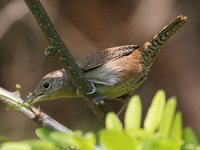 House Wren - Troglodytes aedon