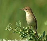Sykes' Warbler - Hippolais rama