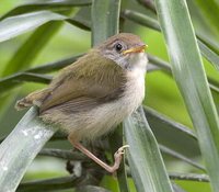 Common Tailorbird - Orthotomus sutorius