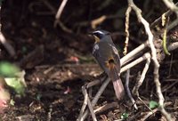 Cape Robin-Chat - Cossypha caffra