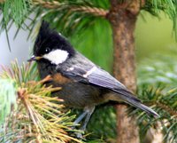 Black-crested Tit - Periparus melanolophus