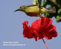 Plain-throated Sunbird - Anthreptes malacensis