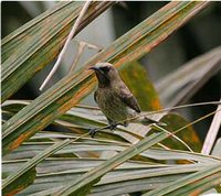 Carmelite Sunbird - Chalcomitra fuliginosa