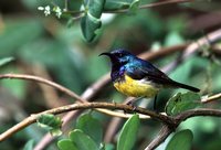 Variable Sunbird - Cinnyris venustus