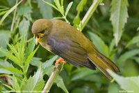 Bell Miner - Manorina melanophrys