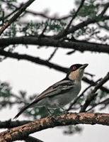 Northern Puffback - Dryoscopus gambensis