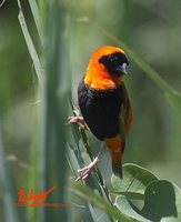 Red Bishop - Euplectes orix