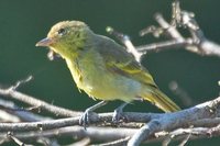 Yellow-backed Tanager - Hemithraupis flavicollis