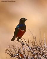 Superb Starling