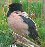 Rosy Mynah