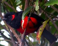 * Scarlet Bellied Tanager