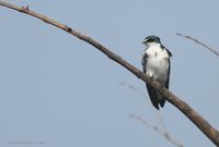 *NEW* White-rumped Swallow