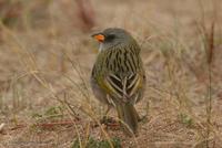 *NEW Great Pampas Finch