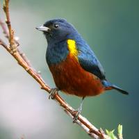 Chestnut-bellied Euphonia (??Nick Athanas)