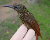 chestnut-rumped woodcreeper