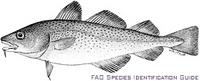 Atlantic Cod - Gadus morhua