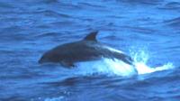 Bottlenose Dolphin Tursiops truncatus