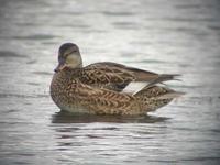 Gadwall