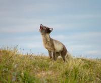 A    barking arctic fox: the cubs have by now fled deep into the den.