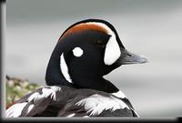 Harlequin Duck, Barnegat Light, NJ