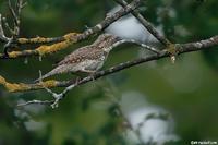 Torcol fourmilier (Jynx torquilla / Eurasian Wryneck) 2007-06-03