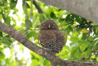 斑頭鵂鶹  	Asian Barred Owlet  	Glaucidium cuculoides