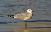 middelhavsm�ke / audouin`s gull (Larus audouinii)