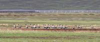 Black-necked cranes Grus nigricollis