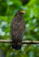 Andaman-Serpent-Eagle