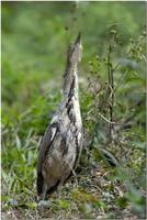 Malayan Night Heron