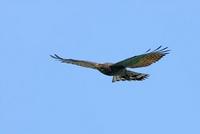 Grey-faced Buzzard