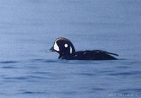 흰줄박이오리 Harlequin Duck Histrionicus histronicus