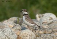 Long-Billed Linged Plover Charadrius placidusus 흰목물떼새