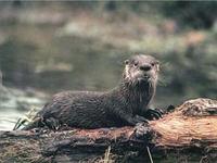 Kanadischer Fischotter [Lutra canadensis]